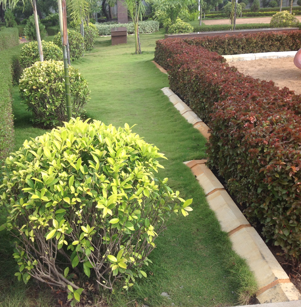 chennai swimming pool maintenance, chennai gardening, chennai landscape architects, landscape in chennai, landscaping in chennai,
